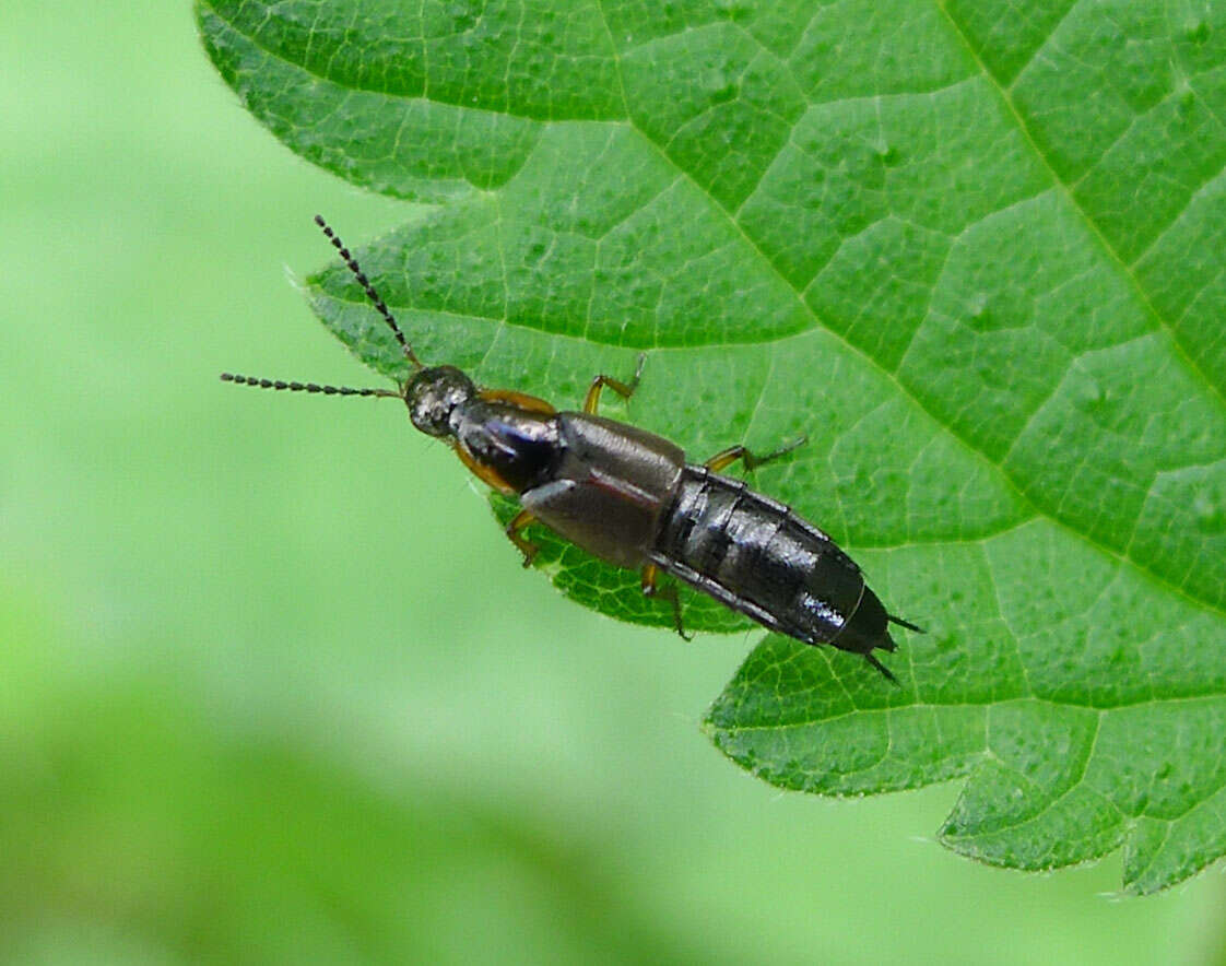 Philonthus (Onychophilonthus) marginatus (Müller & O. F. 1764) resmi