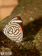 Image of Diaethria candrena Godart 1823