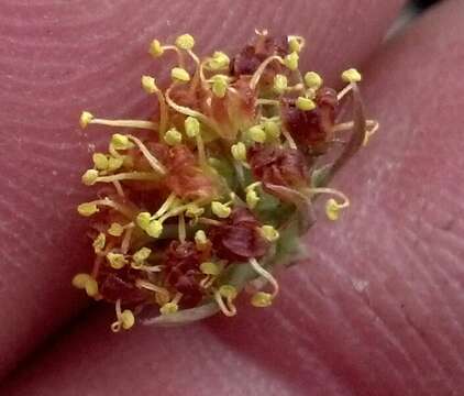 Image of Big Pine biscuitroot