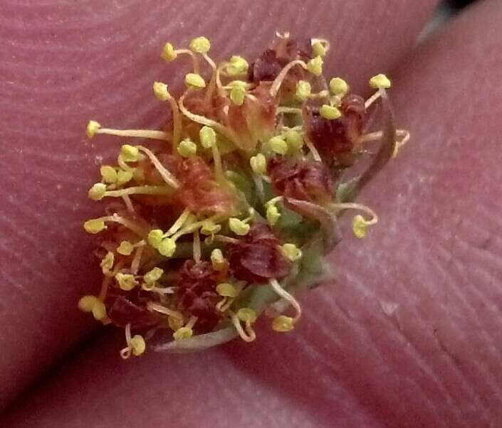 Imagem de Lomatium rigidum (M. E. Jones) Jepson