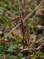 Image of Gnat orchids