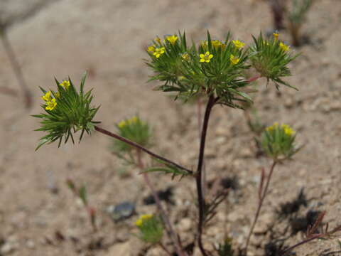 Image of Brewer's navarretia