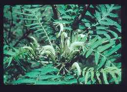 صورة Cyanea grimesiana subsp. obatae (H. St. John) Lammers