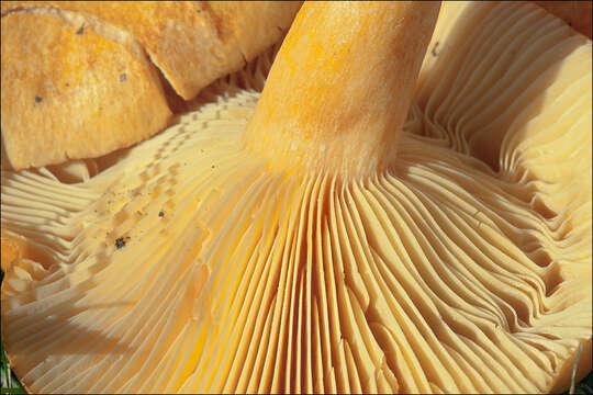 Image of Lactarius porninsis Rolland 1890