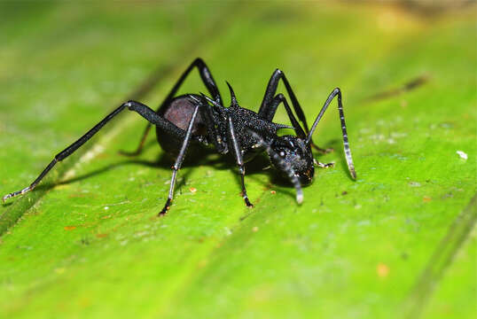 Image of Polyrhachis