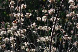 Image of longstem buckwheat