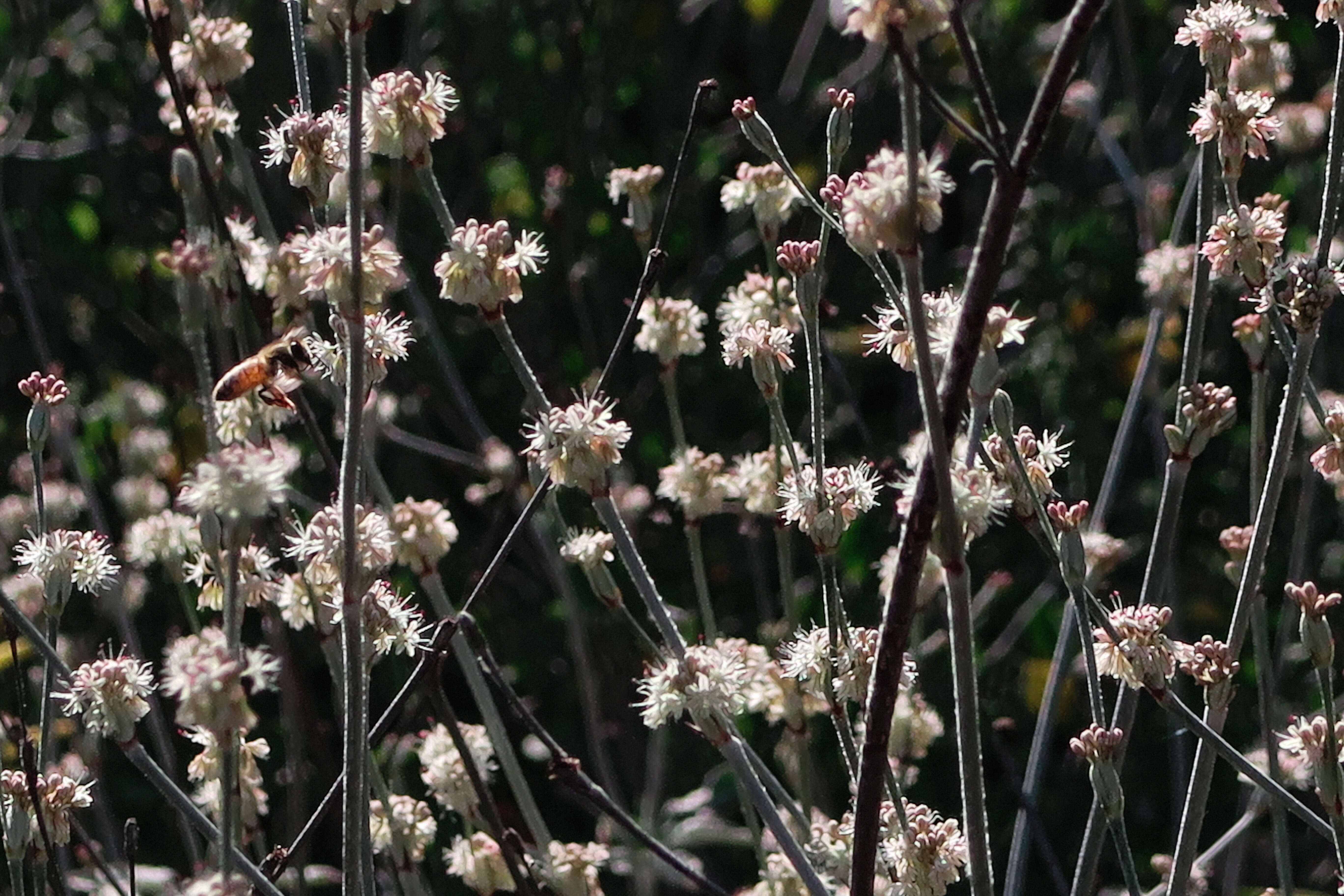 Imagem de Eriogonum elongatum Benth.