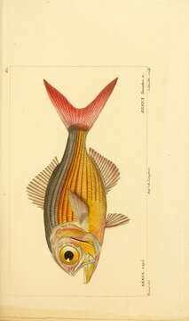 Image of Kingfish