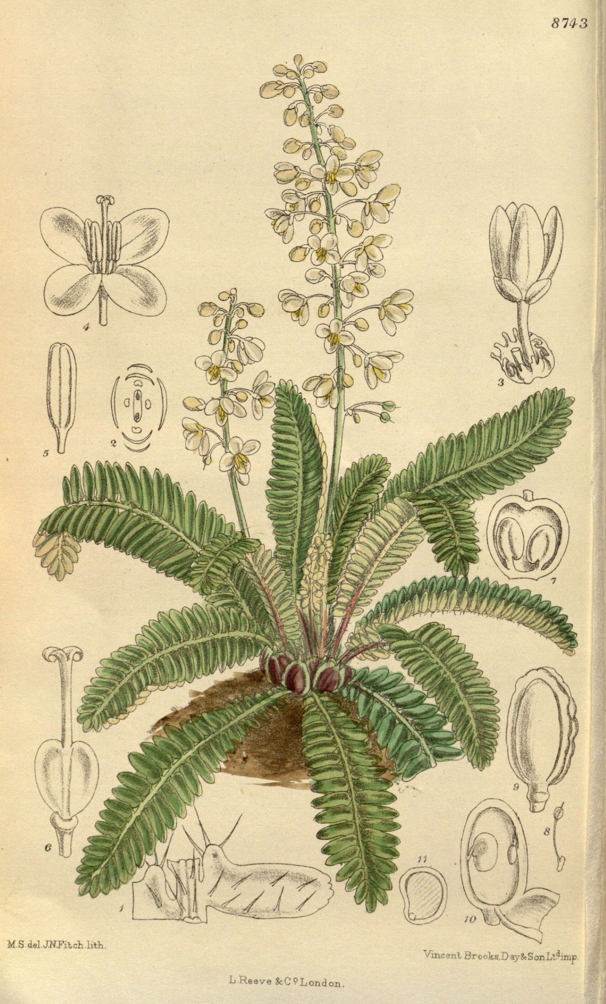 Image of Pteridophyllum