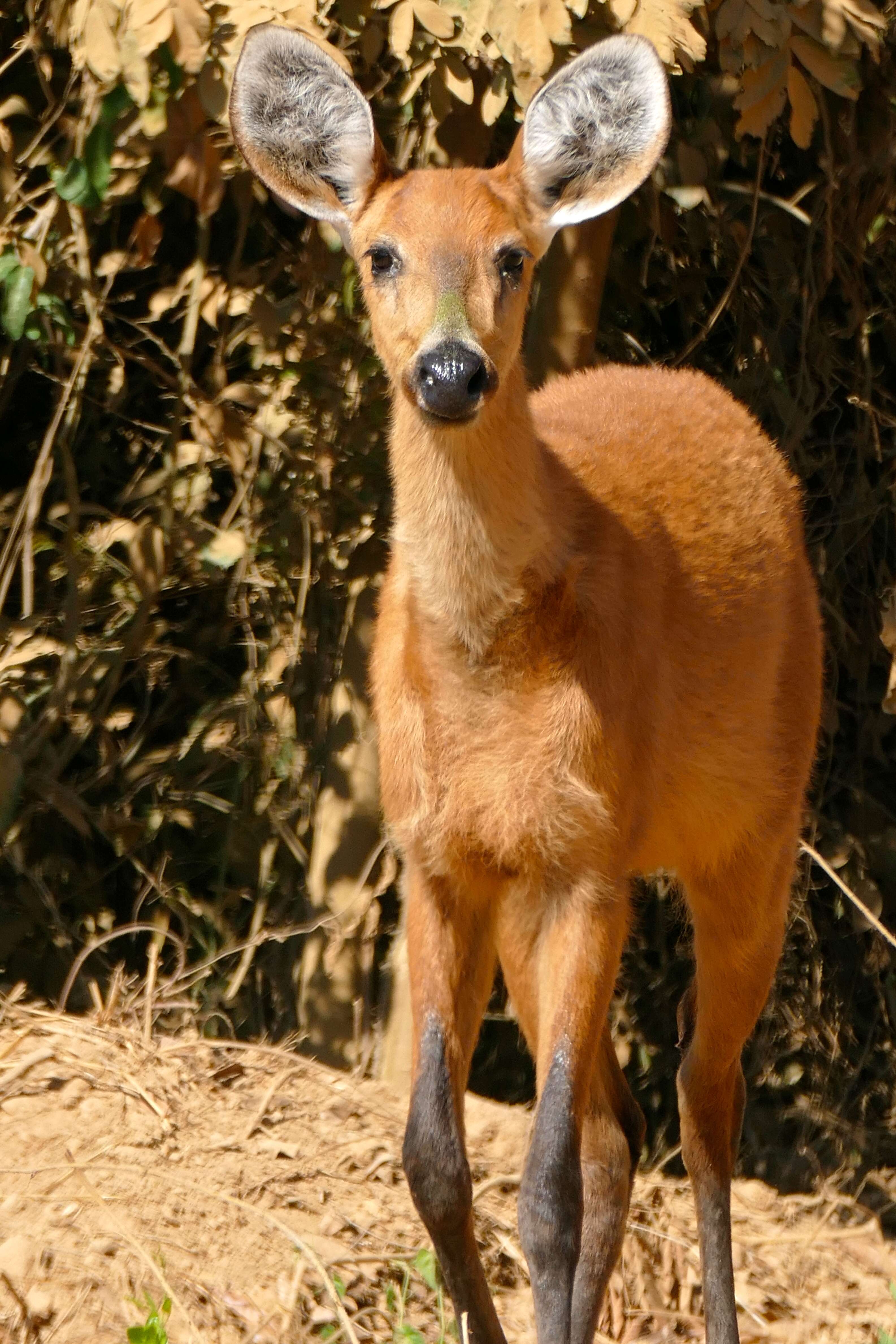 Image of Blastocerus Wagner 1844