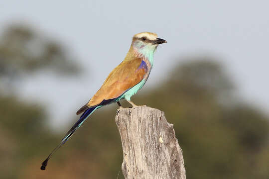 Image of Racket-tailed Roller