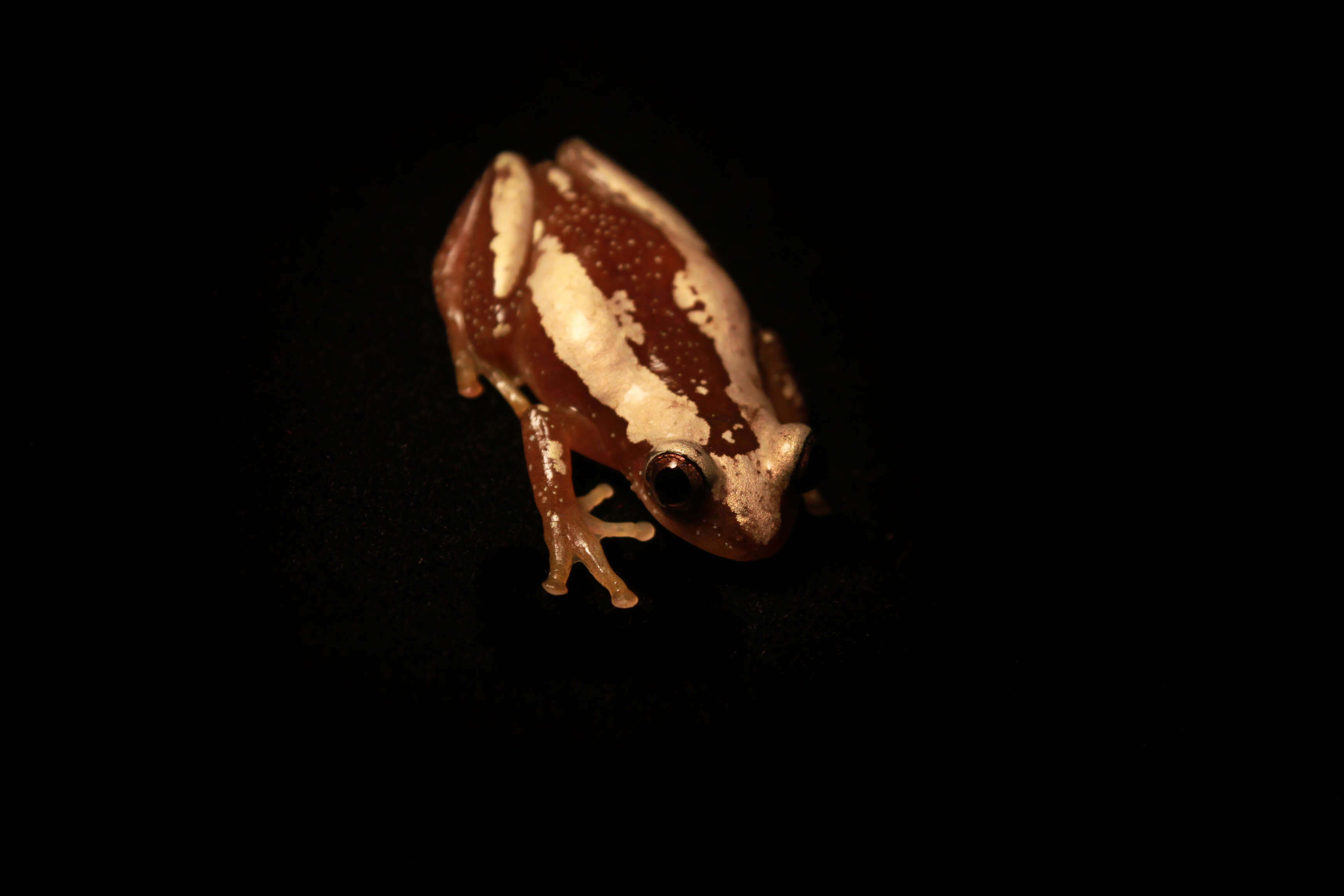 Image of Brown Banana Frog