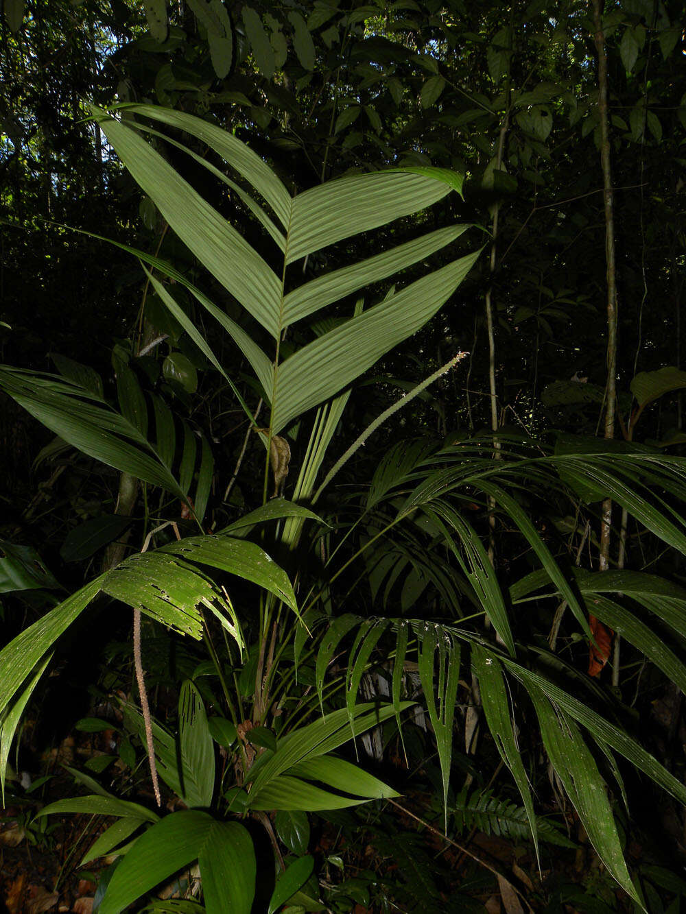 Image of Geonoma cuneata H. Wendl. ex Spruce