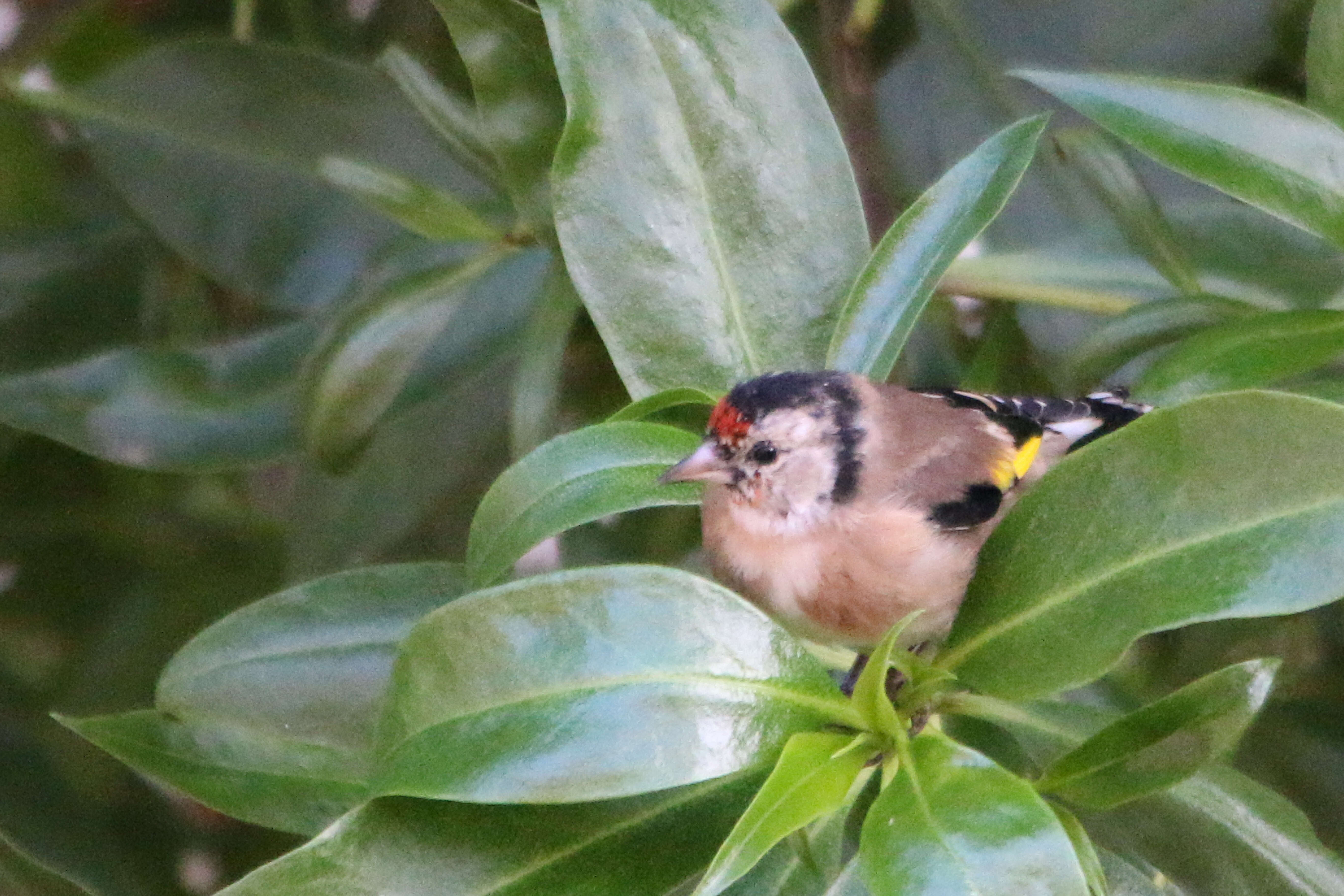 Carduelis carduelis parva Tschusi 1901的圖片