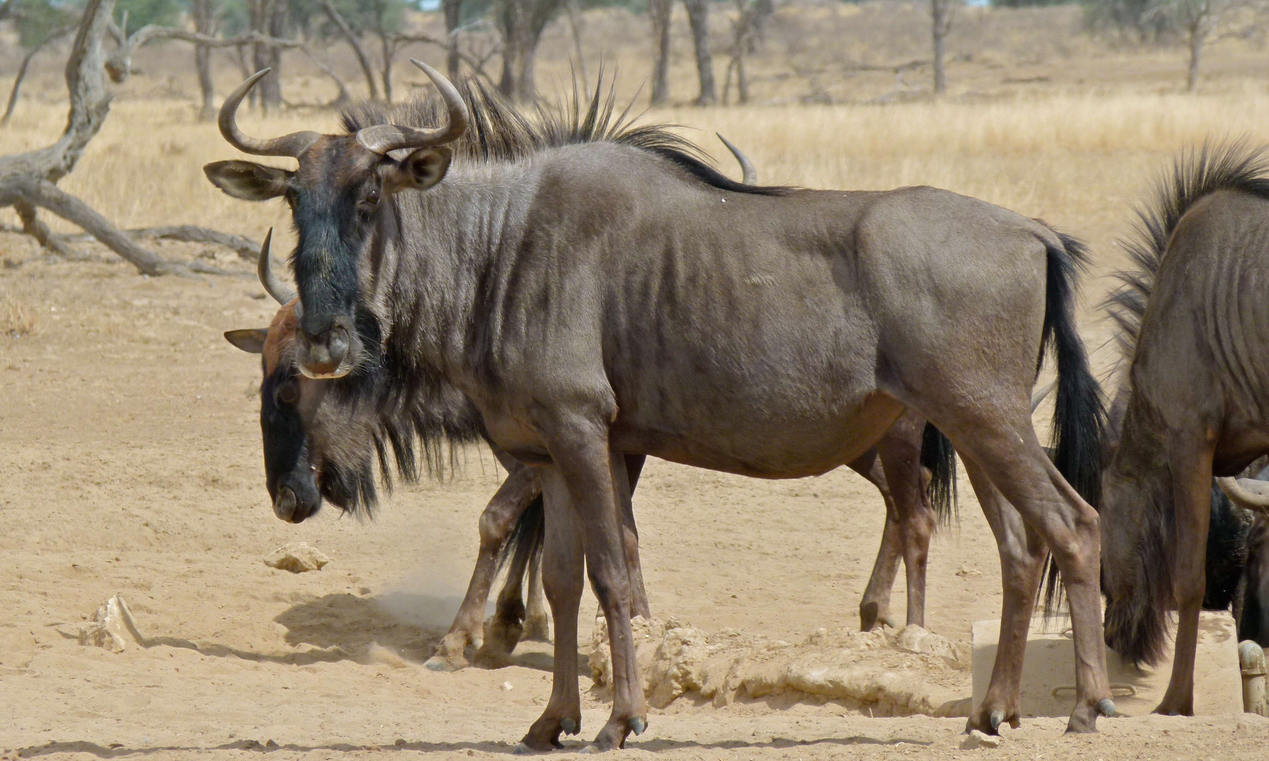 Image of wildebeest