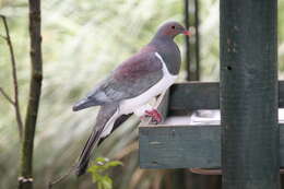 Image of Kererū