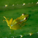 Image of Tsarafidy Madagascar Frog