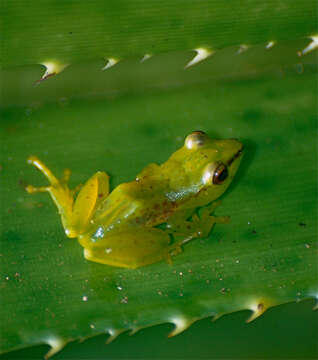 Image of Tsarafidy Madagascar Frog