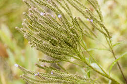 Image of vervain