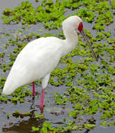 Image of Platalea Linnaeus 1758