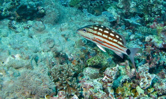 Image of Checkered Seaperch