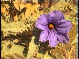 Image of Solanum carduiforme F. Müll.