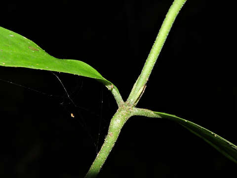 Imagem de Palicourea racemosa (Aubl.) Borhidi