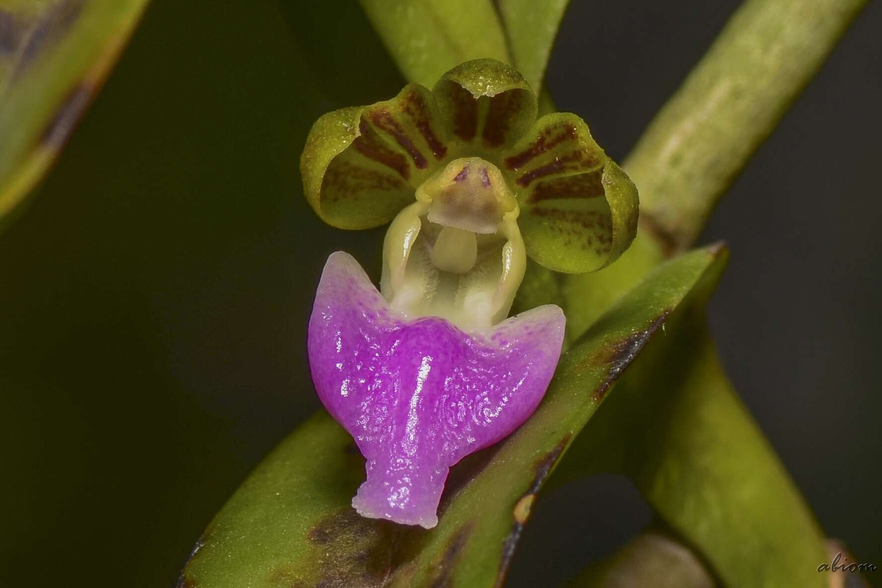 Sivun Pelatantheria insectifera (Rchb. fil.) Ridl. kuva