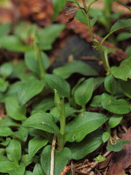 Image of Rattlesnake plantain