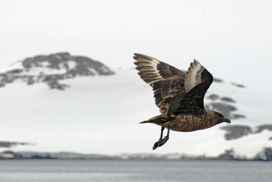 Image of Brown Skua