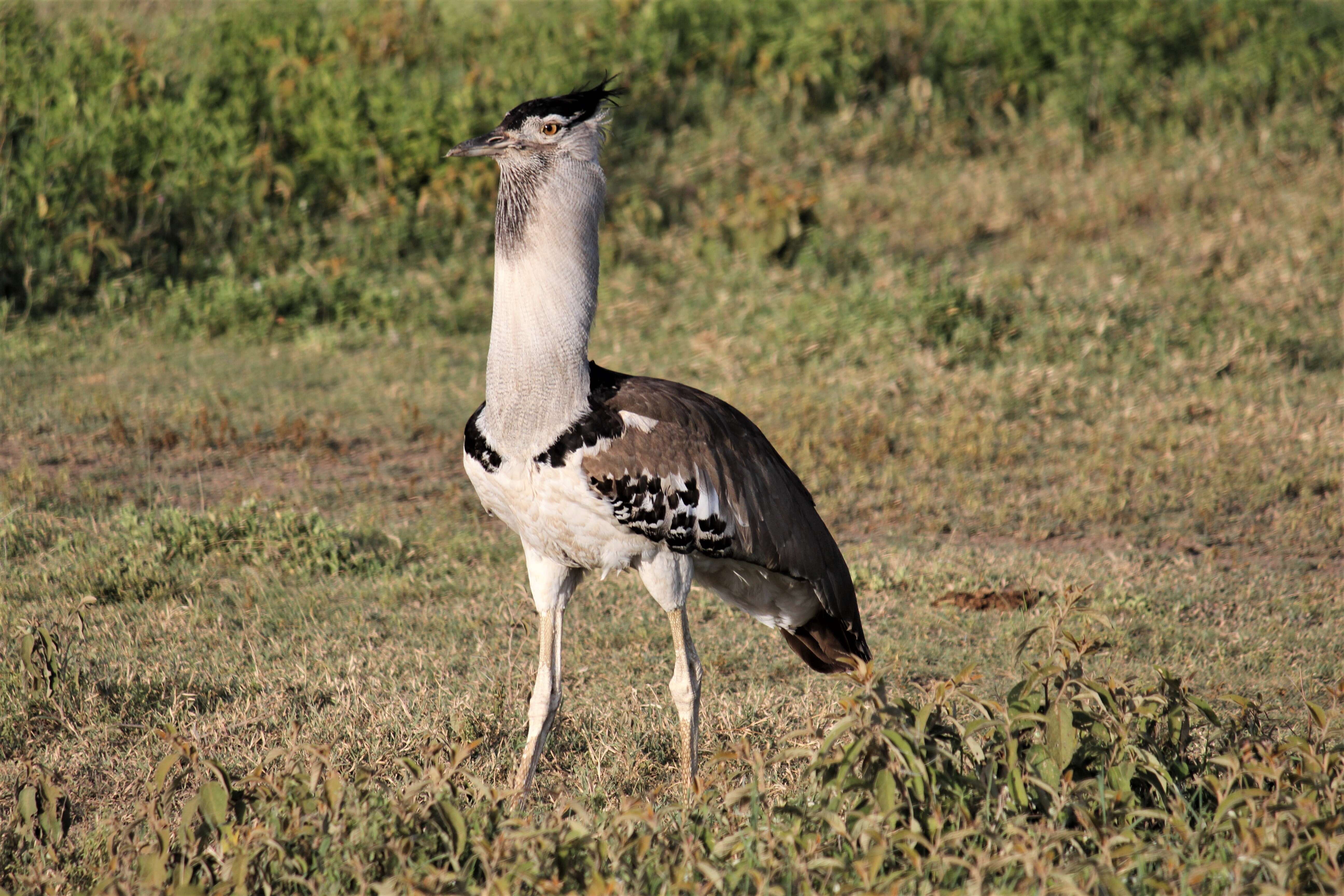 Image of Kori Bustard