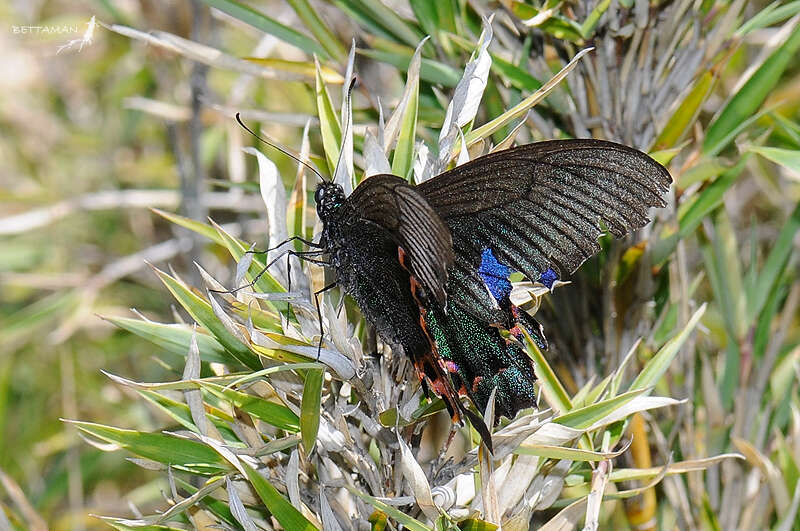 Sivun Papilio hopponis kuva