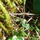 Image of Purple Coltsfoot