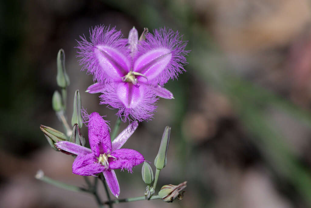 Image of Fringe lily