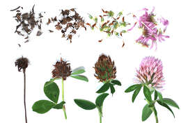 Image of clover