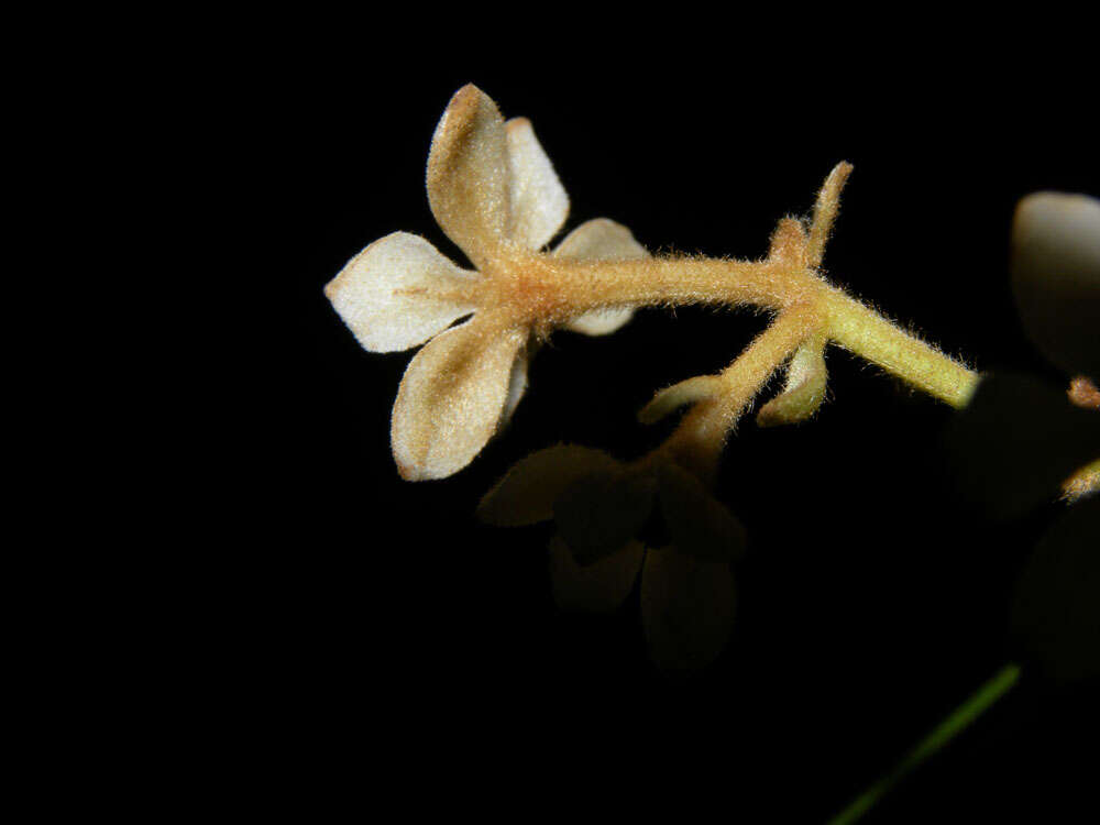 Слика од Pleurothyrium golfodulcense W. Burger & N. Zamora