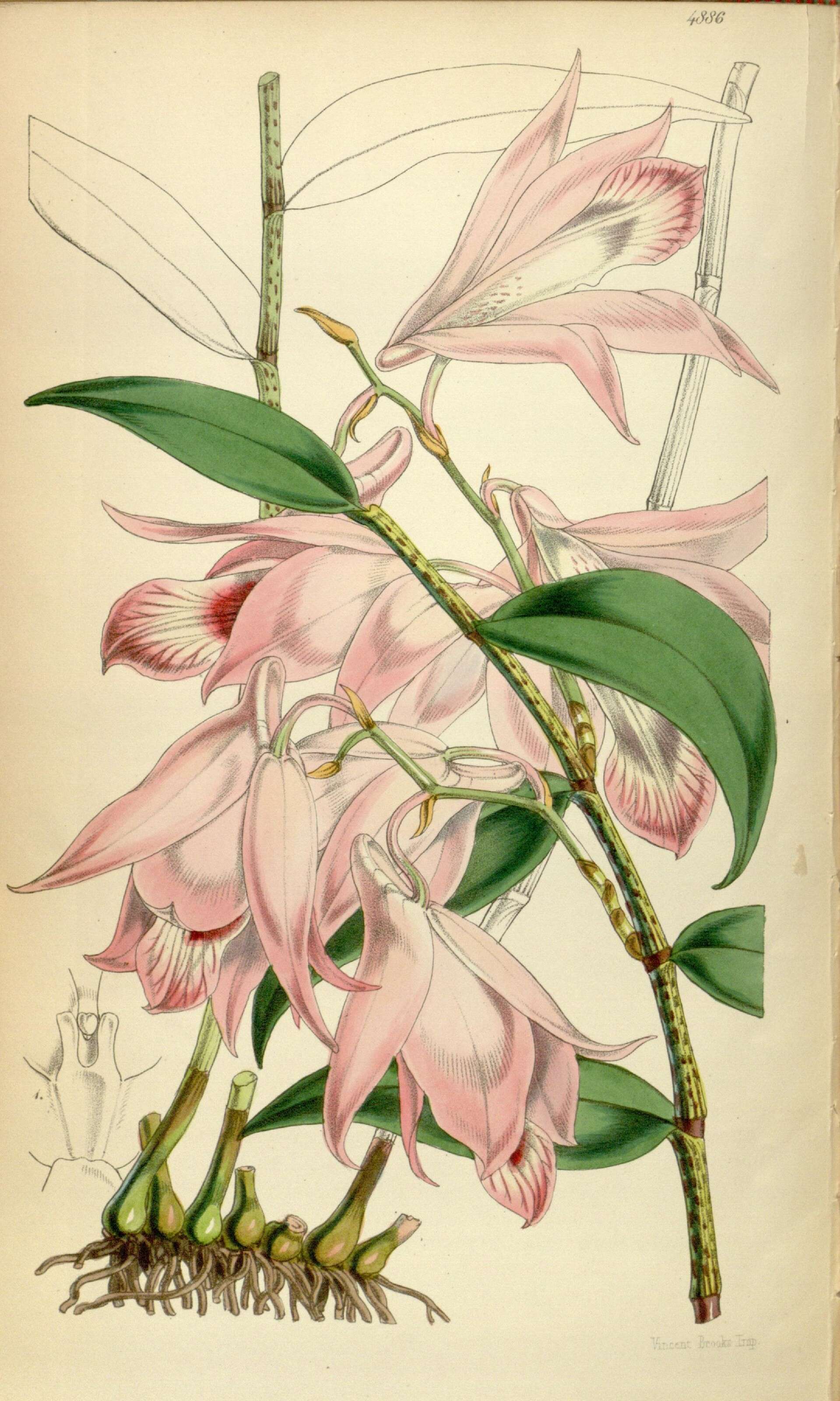 Image of Dendrobium maccarthiae Thwaites
