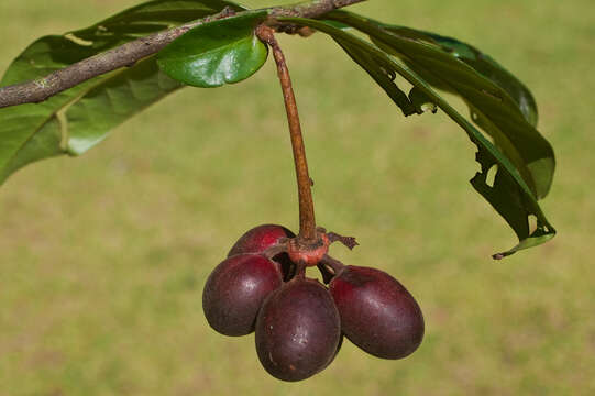 Image of Desmopsis panamensis (B. L. Rob.) Saff.