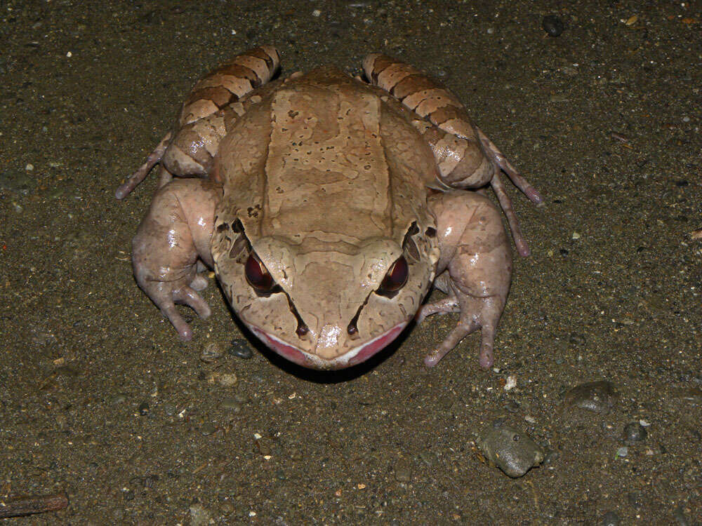 Image of Savage's Thin-toed Frog