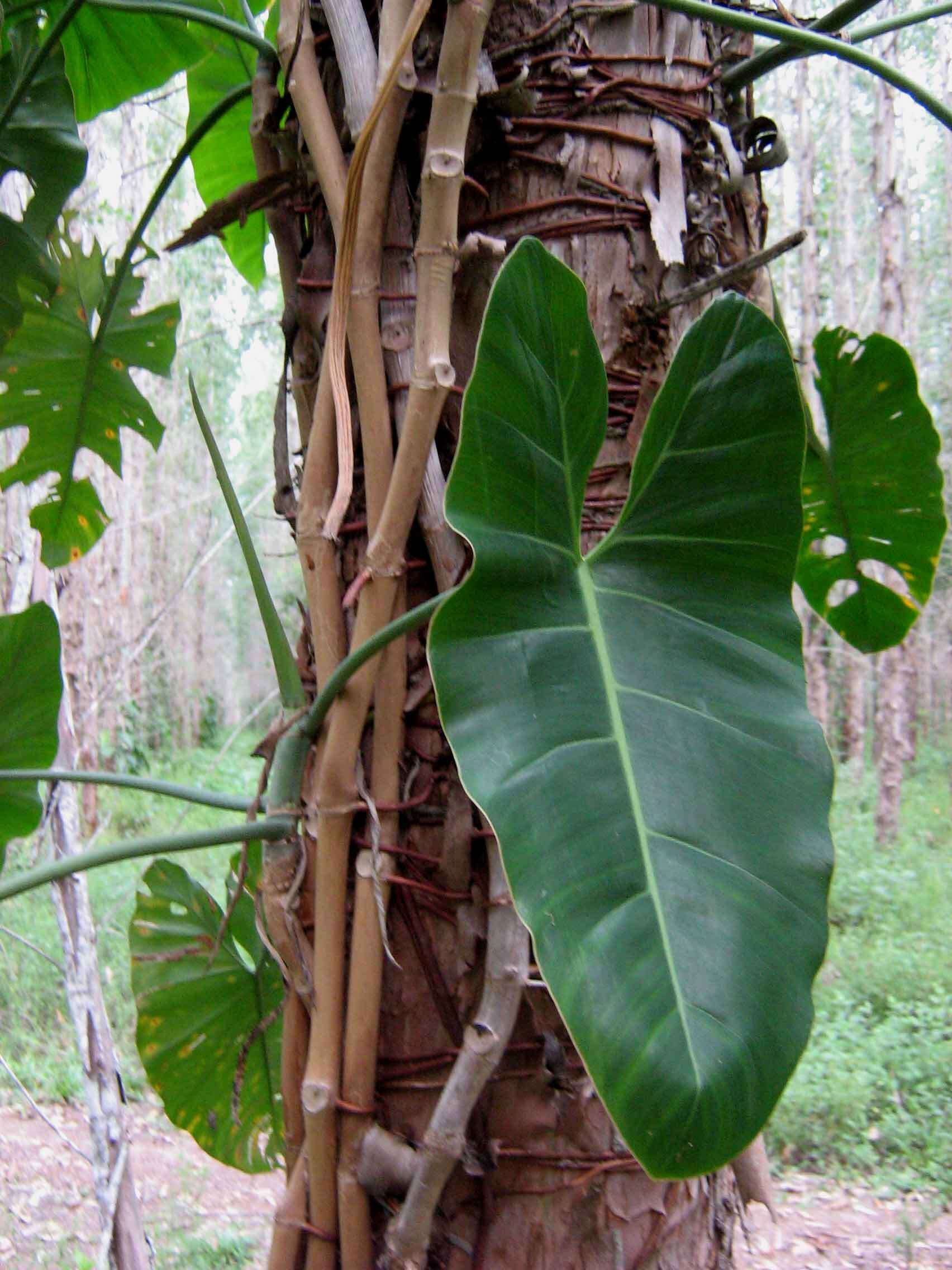 Philodendron quinquenervium Miq. resmi