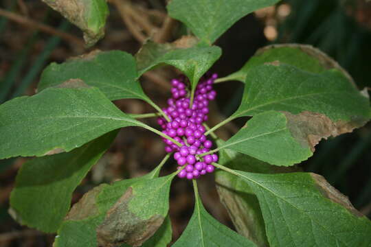 Image of American beautyberry