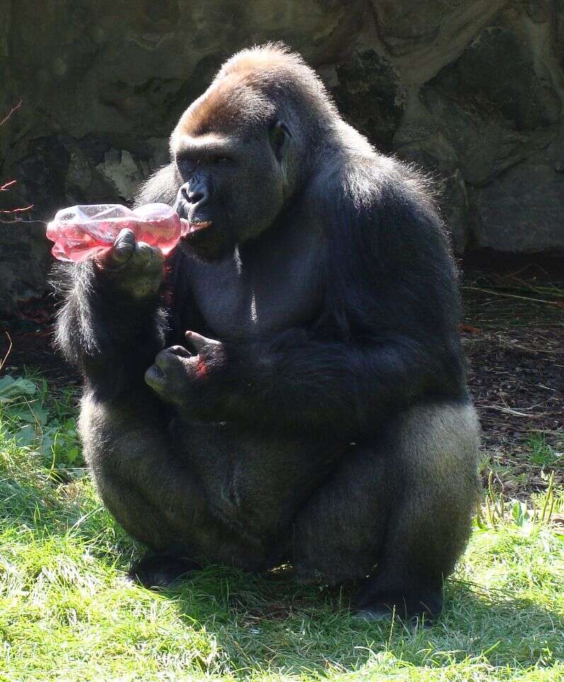 Image of Lowland Gorilla