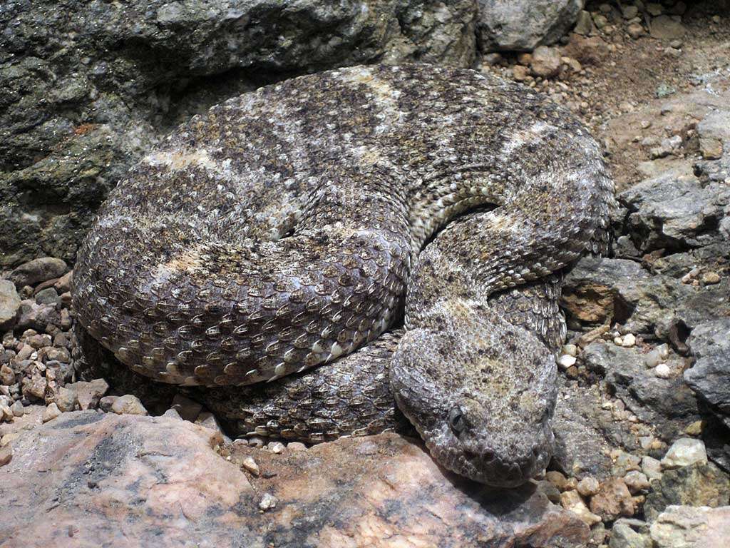 صورة Crotalus mitchellii (Cope 1861)