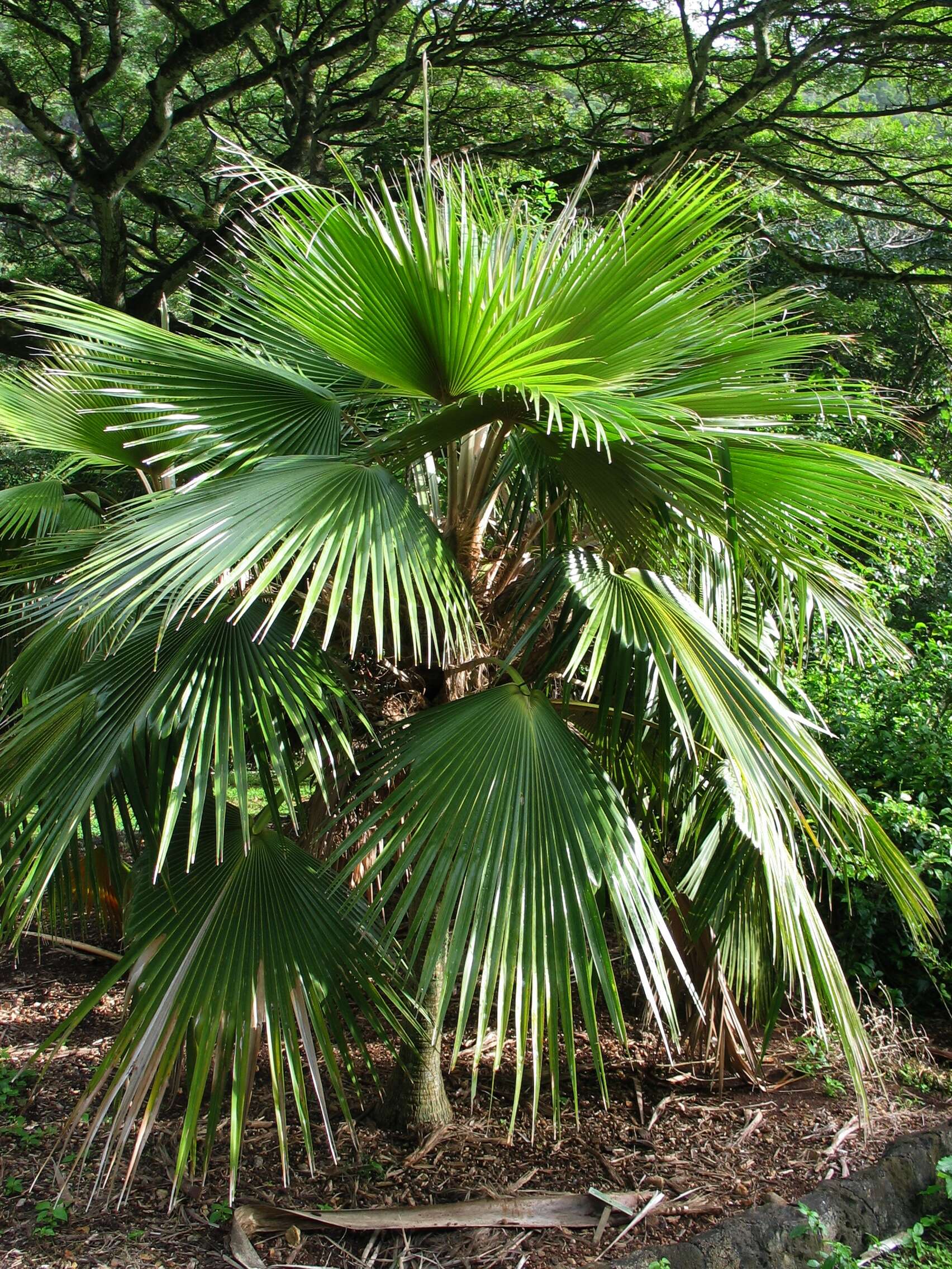 Image of Alakai Swamp Pritchardia