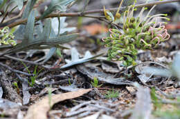 Image of Grevillea ilicifolia (R. Br.) R. Br.