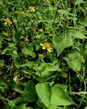 Image of shrubland nehe