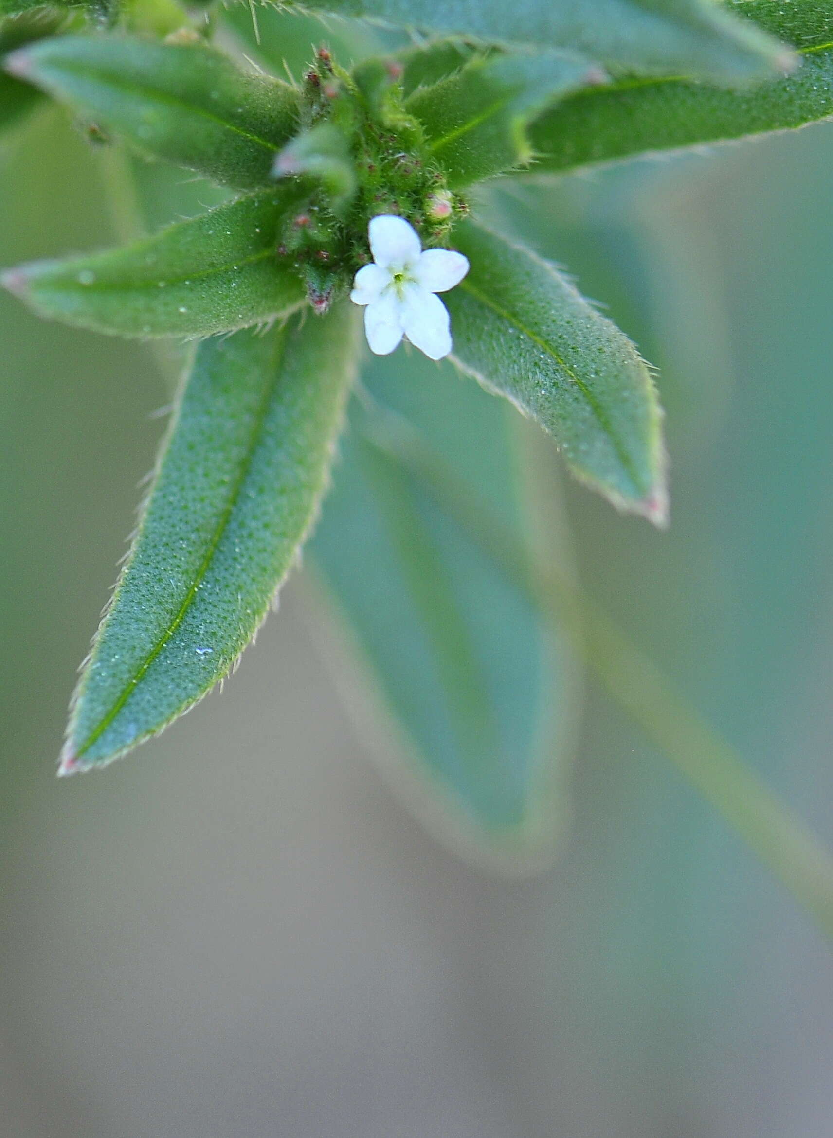 Image of Boraginaceae