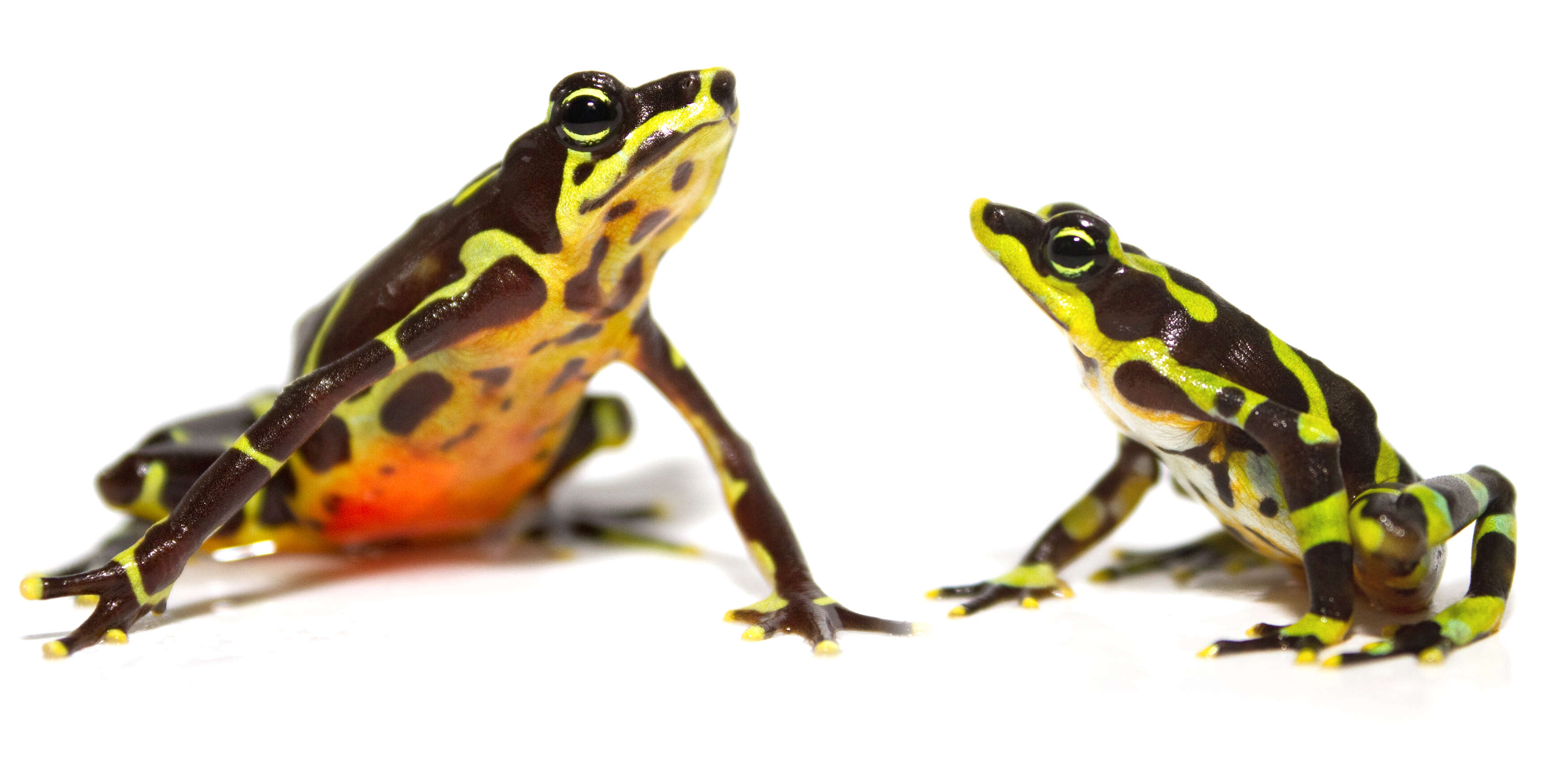 Image of harlequin frogs