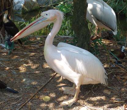 Image of pelicans