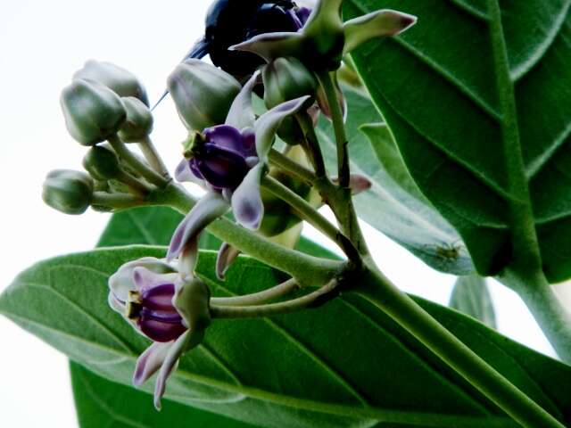 Image of calotropis